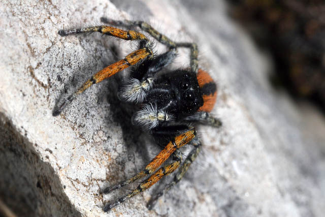 Philaeus chrysops - Copyright Denis Bourgeois